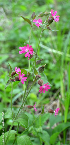 Silene dioica grows in the wild