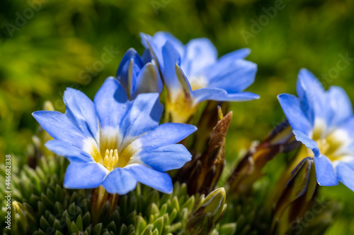 Flores azules