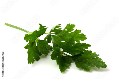Isolated parsley on white close up.