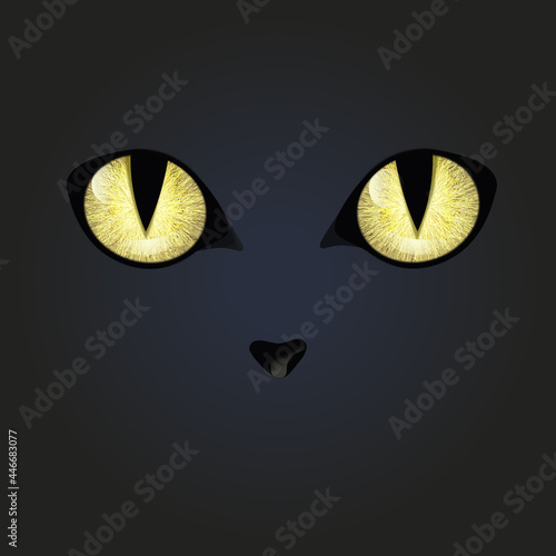 a cat, cat's eyes, big eyes, night, cute, a cute cat © Natasha