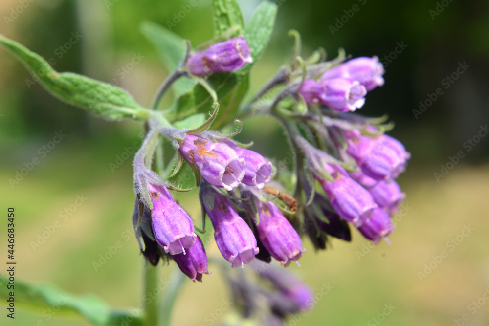 In the meadow, the comfrey (Symphytum officinale) is blooming In the meadow, the comfrey (Symphytum officinale) is blooming