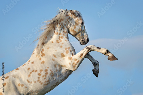 Obraz na plátně Rearing appaloosa horse