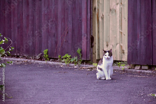 Lonely street cat against wooden background in the evening