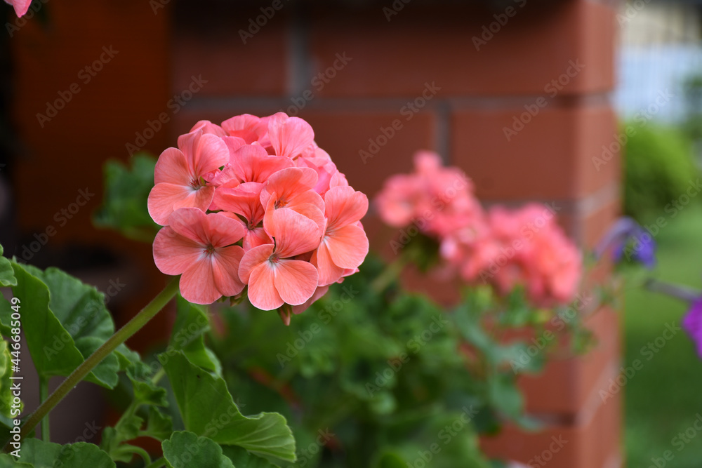 incredibly beautiful geranium in a flower bed incredibly beautiful geranium in a flower bed