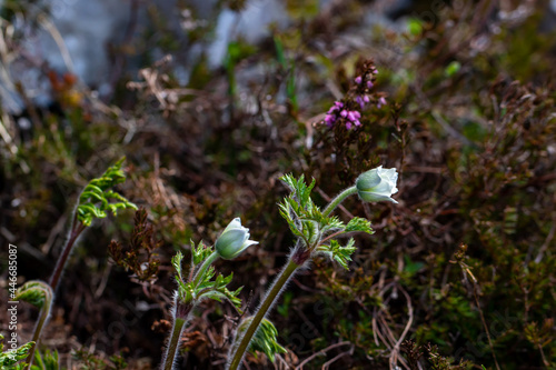 Pulsatilla alpina growing in mountains, close up 