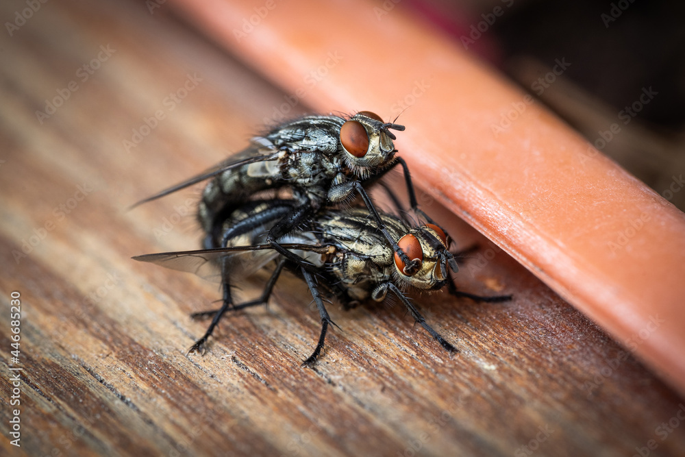 Nahaufnahme von Stubenfliegen bei der Paarung Nahaufnahme von Stubenfliegen bei der Paarung
