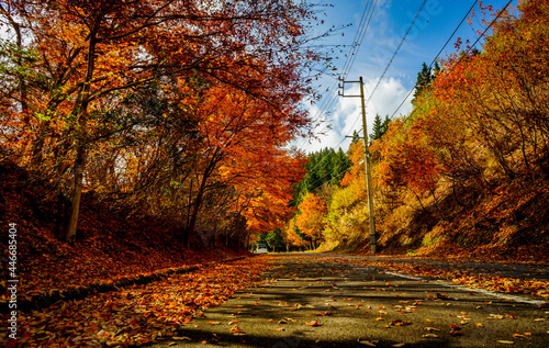 紅葉の道、秋