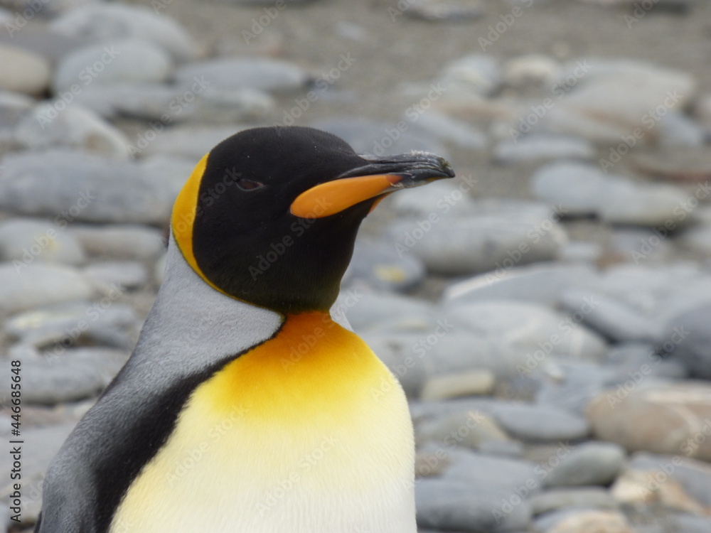 Naklejka premium King poser