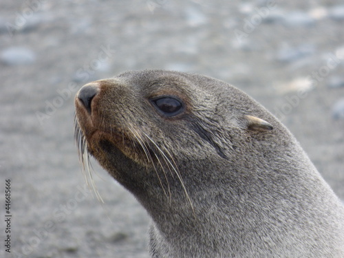 Feisty fur seal