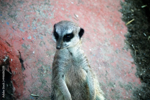 meerkat on guard