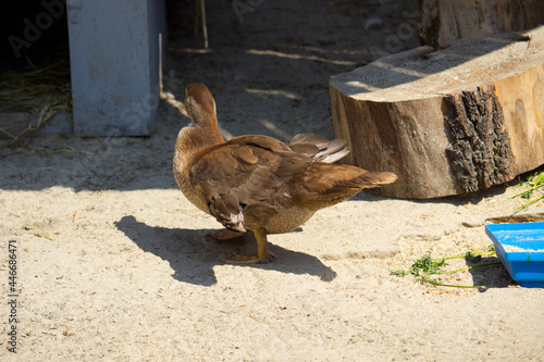 Domestic duck in the farm at the sunny summer day
