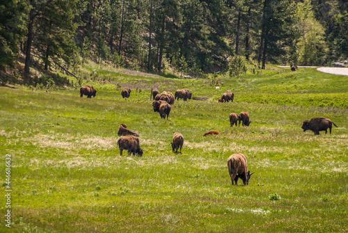 Black Hills, Keystone, SD, USA - May 31, 2008: Custer State Park. Bison herd on green field walking towards forest.