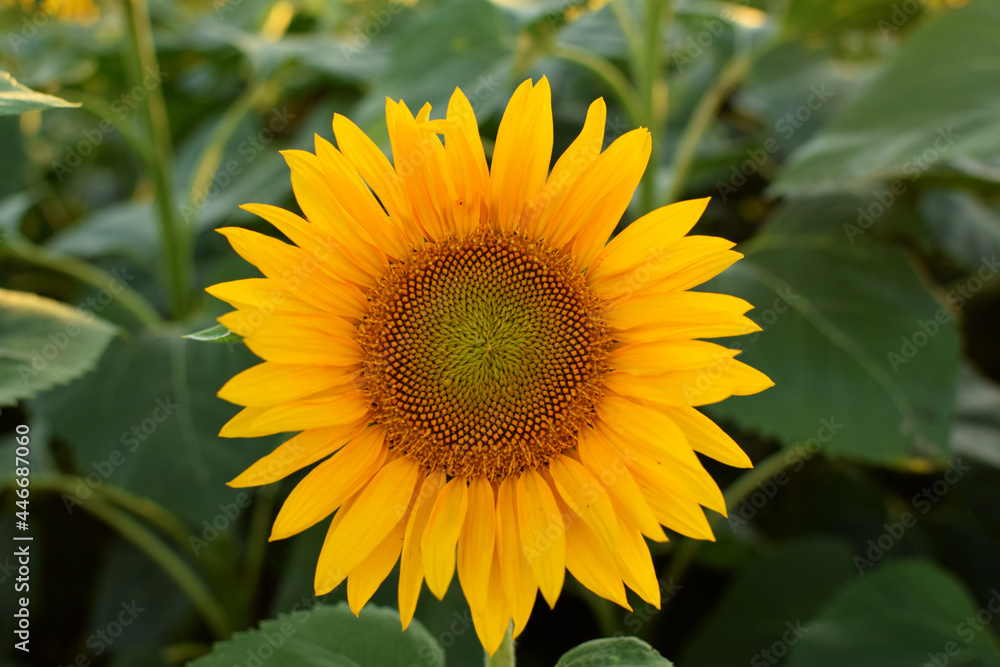 Sunflower flower in the field. Bright yellow flower in the summer. Close up Sunflower flower in the field. Bright yellow flower in the summer. Close up