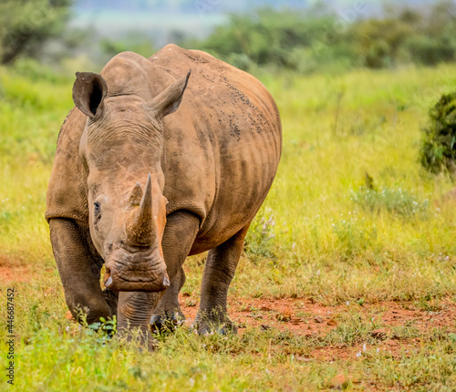 Portrait of an African white Rhinoceros or Rhino or Ceratotherium simum also know as Square lipped Rhinoceros in a South African game reserve © shams Faraz Amir