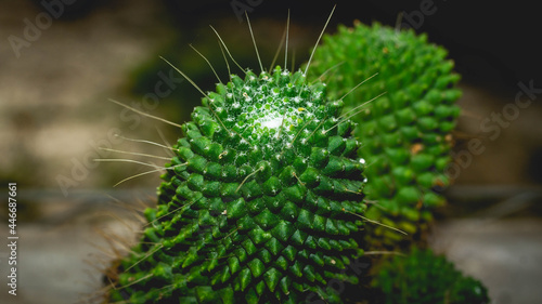 Mammilaria cactus on handmade concrete artisan pot