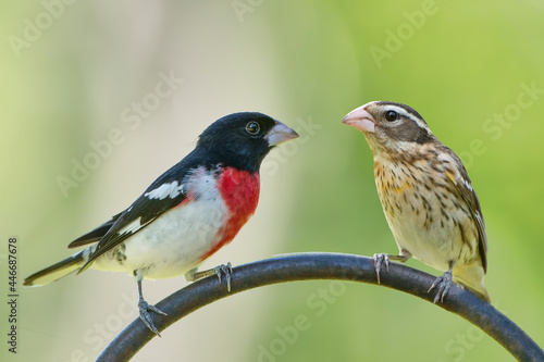 Male and Female Rose Breasted Grosbeaks Perched on Shepherd's Hook in Louisiana Garden During Spring Migration 