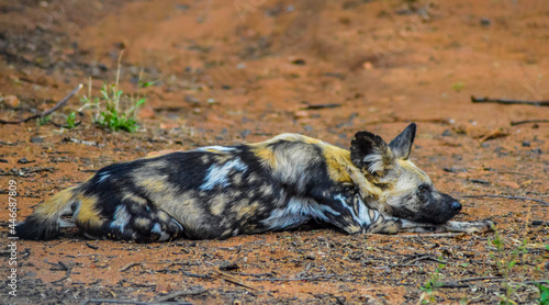 Photography Portrait of African wild painted dog or Lycaon Pictus taken during a safari in a