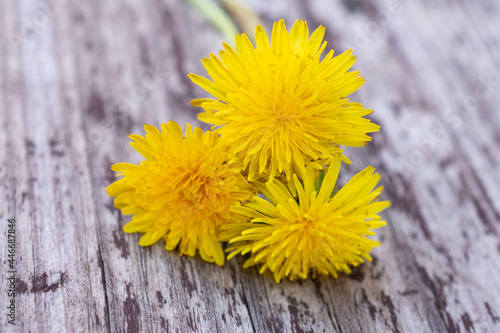 Yellow dandelion on a wooden table.