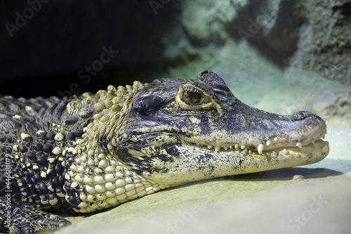 Crocodile in the terrarium at the zoo close-up