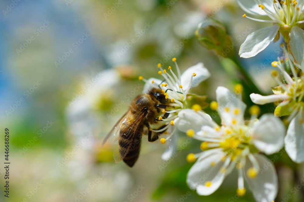 Bee on a white flower. Close-up. Bee on a white flower. Close-up.