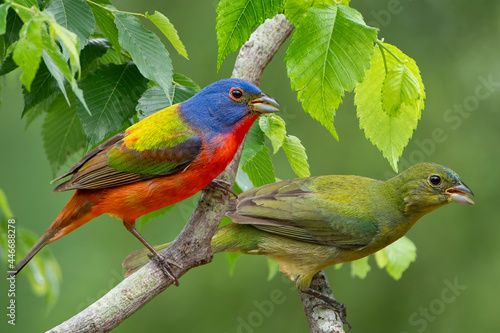 Pair of Painted Buntings Perched in Tree with Fresh Spring Foliage
