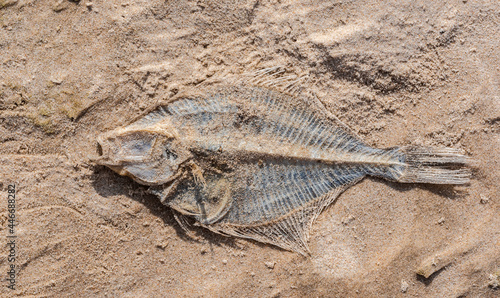 Dry European plaice fish  Pleuronectes platessa  on a sea shore