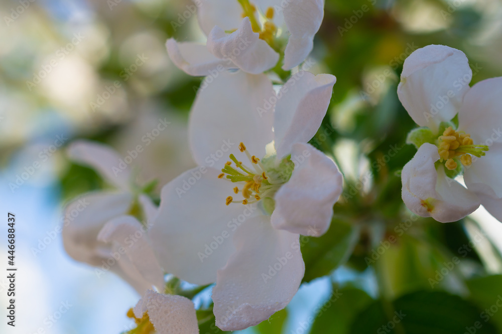 Obraz premium Apple tree flowers and green leaves.