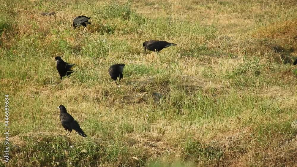 birds on the grass - a hooded crow and a few black rooks graze on a slightly hilly meadow with mowed grass on a sunny summer day birds on the grass - a hooded crow and a few black rooks graze on a slightly hilly meadow with mowed grass on a sunny summer day