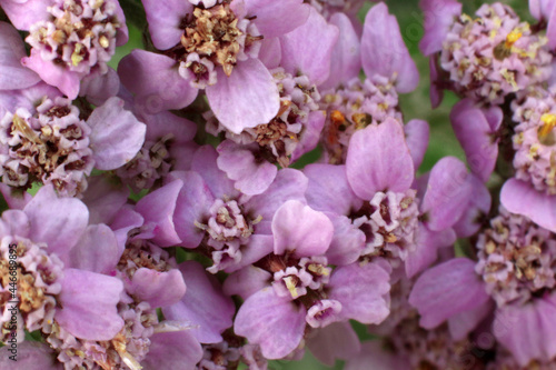 pink yarrow flowers close up  medicinal plant