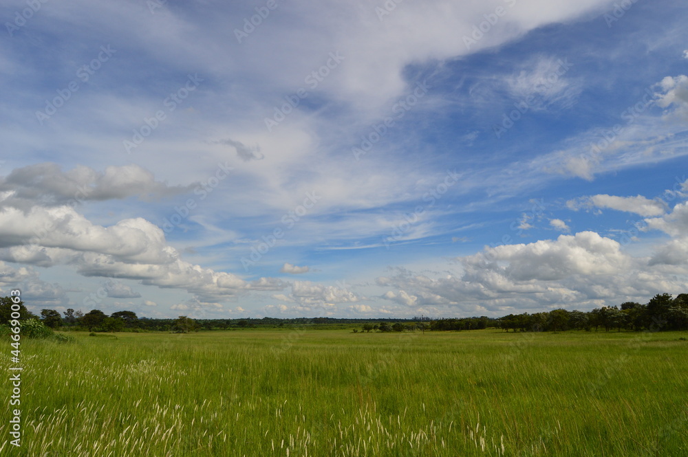 Fototapeta premium grass and blue sky