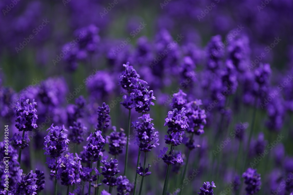 Obraz premium 羊ヶ丘展望台のラベンダー畑