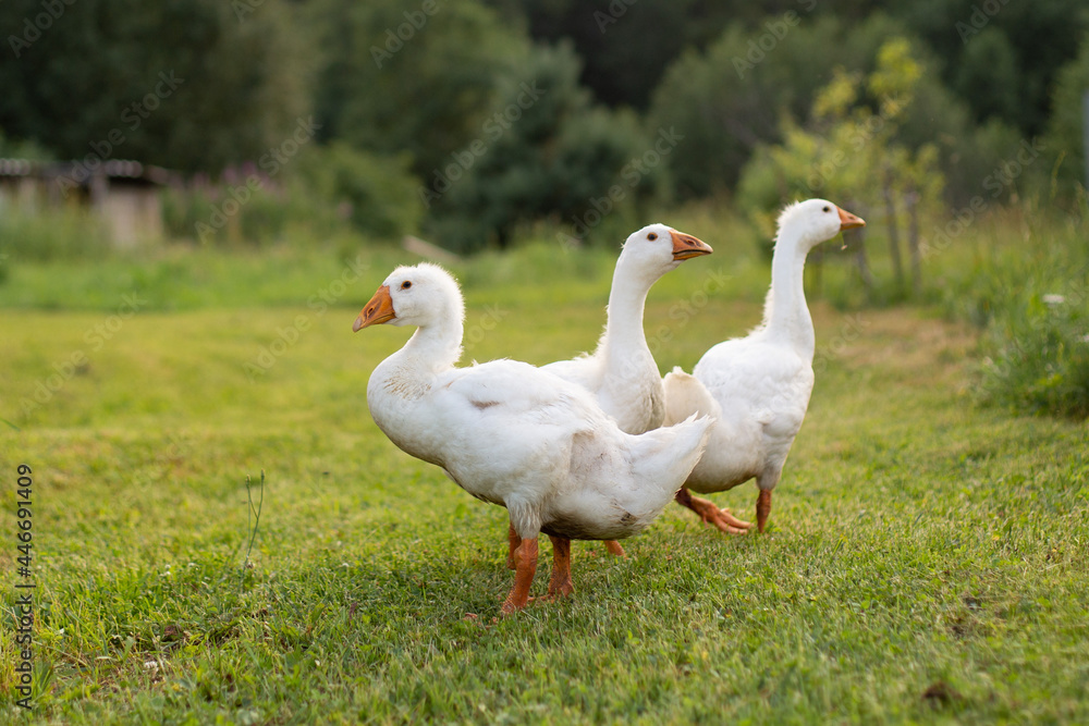 White geese walk in the meadow White geese walk in the meadow