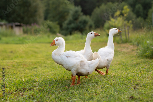 White geese walk in the meadow