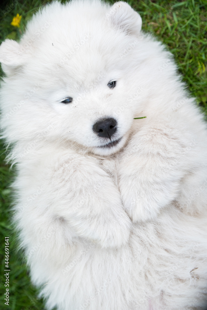 Funny Samoyed puppy dog top view on the green grass