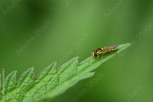 A small, yellow and black striped, hover fly sits on the tip of a green nettle leaf, against a green background