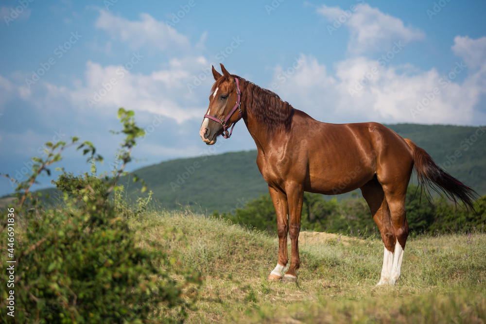 A horse grazes in a field on a summer day