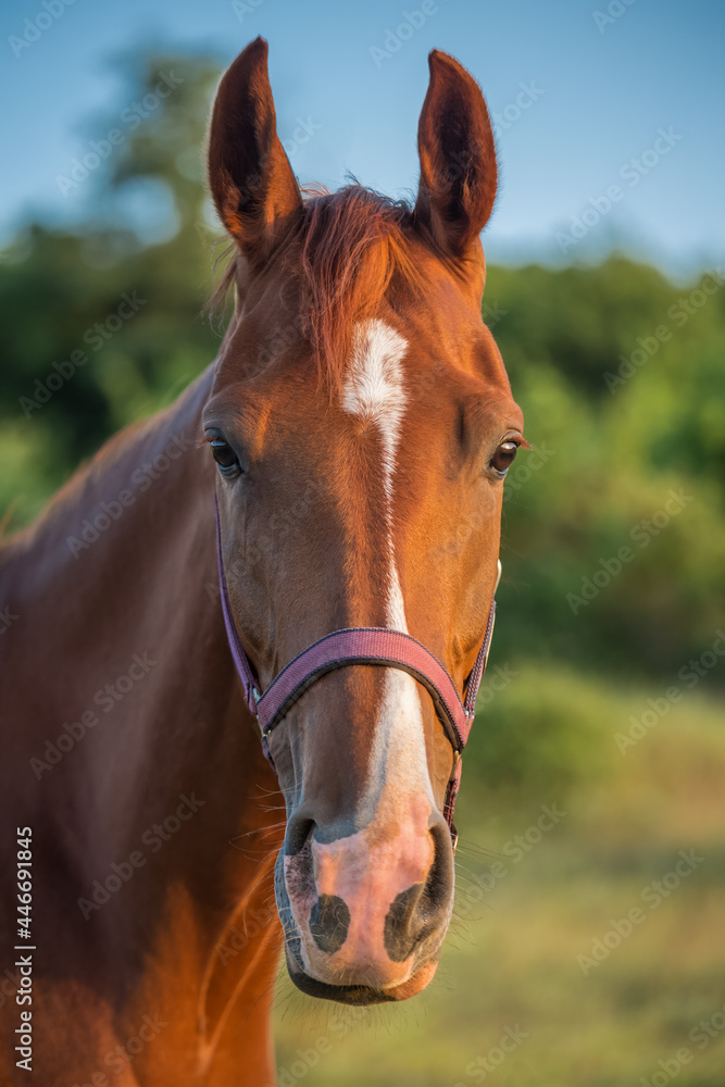 Obraz premium Close-up portrait of brown horse