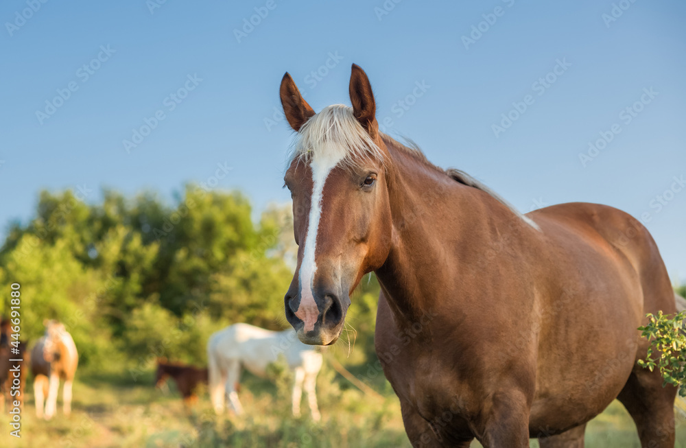 Close-up portrait of brown horse