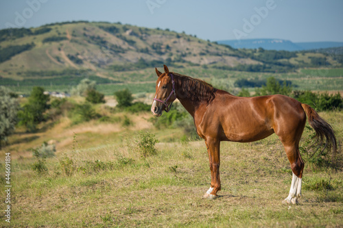 A horse grazes in a field on a summer day