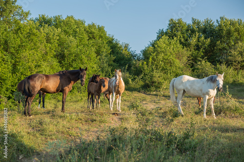 Horses graze in a field on a summer day