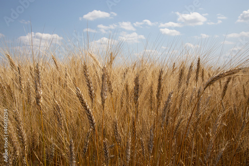 Hartweizen   Triticum durum   durum wheat   pasta wheat   bl   dur