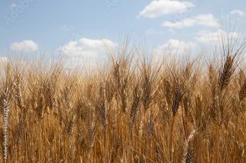 Hartweizen / Triticum durum / durum wheat / pasta wheat / blé dur photo