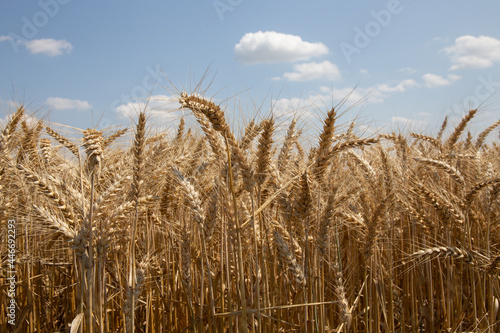 Weizen   Triticum aestivum   begrannter Weichweizen   wheat   bl   barbu