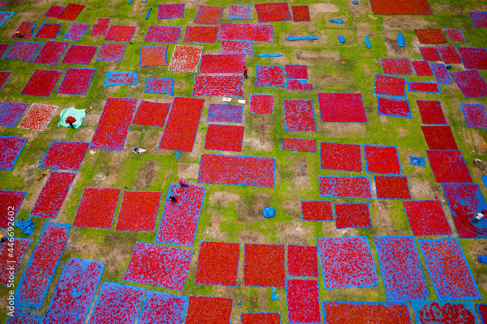 Aerial view of people working in fields drying red chilies at Mirzapur, Panchagarh, Bangladesh. Aerial view of people working in fields drying red chilies at Mirzapur, Panchagarh, Bangladesh.