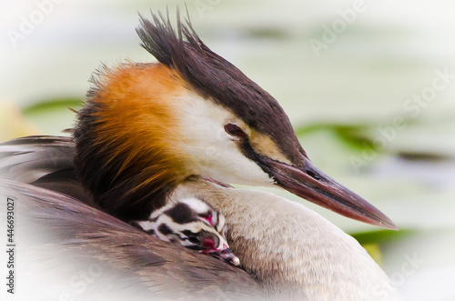 Leinwand Poster A beautiful great crested grebe carrying a tiny fledgling