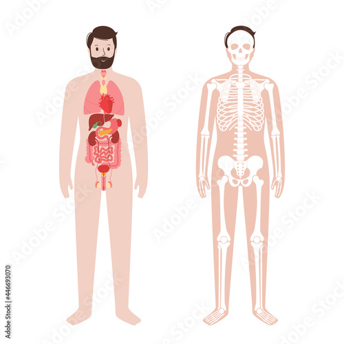 Organs and skeleton
