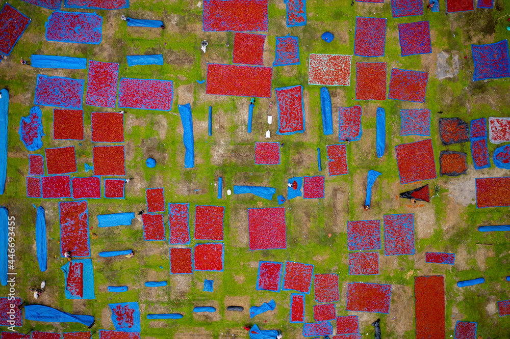 Aerial view of people working in fields drying red chilies at Mirzapur, Panchagarh, Bangladesh. Aerial view of people working in fields drying red chilies at Mirzapur, Panchagarh, Bangladesh.