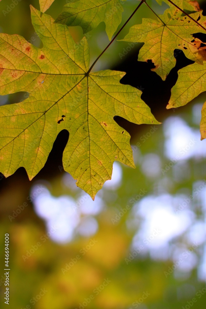 Green and yellow maple leaf in autumn on the west coast of British Columbia. Green and yellow maple leaf in autumn on the west coast of British Columbia.