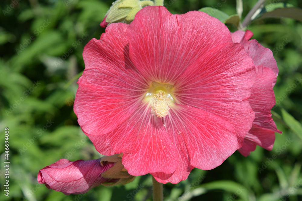 Hollyhock flower