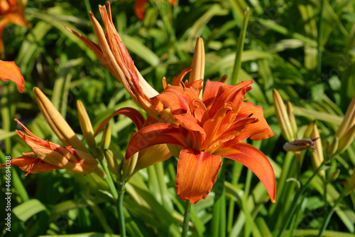 Hemerocallis fulva Kwanso, Double orange day lily photo